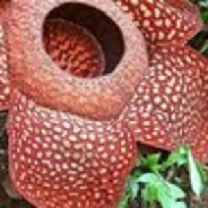 Meet your Posher, Vtogjava